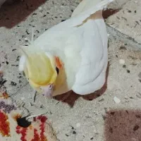 عروس هلندی ماده 1 ساله بالغ