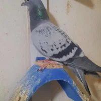 کبوتر کفتر پلاکی مسافتی|پرنده|قرچک, ولی آباد|دیوار