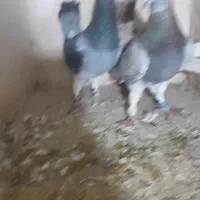 گفتر|پرنده|تربت‌حیدریه, ترمینال|دیوار