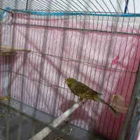 جوجه ۸. ۷ ماه سبز عالی جون