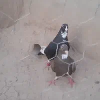 دو تا ماده