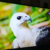 ۴۳اینچ سامسونگ اصل کره|تلویزیون و پروژکتور|کوهدشت, |دیوار