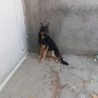 سگ ژرمن فروش یا معاوضه