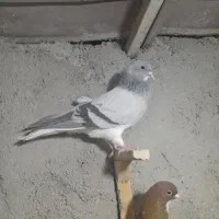 کبوتر شهری|پرنده|کازرون, |دیوار