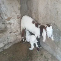 یک تیشتر زائیده کره اول