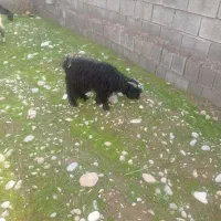 4عدد بزغاله و2عدد بزبیگ|حیوانات مزرعه|دزفول, |دیوار