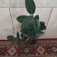 گل فیکوس زیبا|گل و گیاه طبیعی|شهرکرد, |دیوار