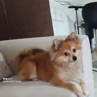 سگ گم شده|حیوانات|گرگان, |دیوار