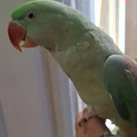 شاه طوطی هشت ماهه نر.|پرنده|فردیس, فردیس|دیوار