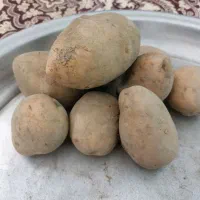 سیب زمینی آگریا بذری