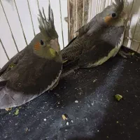 جوجه عروس هلندی