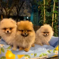 سگ پاکوتاه خانگی