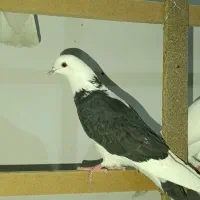 فروش کبوتر پرشی