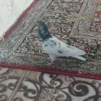 کبوتربلندپرواز