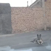 فروش سگ نگهبان|سگ|پیر بکران, |دیوار