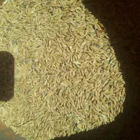 فروش برنج و گندم وجو