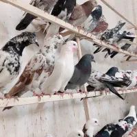 ۱۵۰ تا کفتر نامبروان