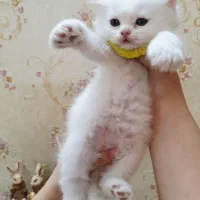 گربه خیلی خوشگل وناز