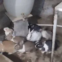 خرگوش|موش و خرگوش|سریش آباد, |دیوار