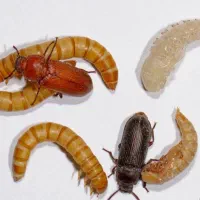 میلورم خشک و زنده با کیفیت|خزنده|خمینی‌شهر, |دیوار