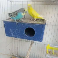 پرنده|پرنده|طبس, |دیوار