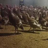 بوقلمون بوربون آمریکای