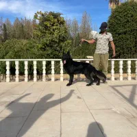 ژرمن شولاین بلک سیاه