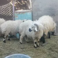 برره فروشی|حیوانات مزرعه|بم, |دیوار