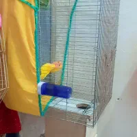 طوطی|پرنده|بندر امام خمینی, |دیوار