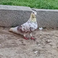 سه تا کبوتر پرشی