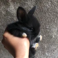 بچه خرگوش فلت|موش و خرگوش|قائم‌شهر, |دیوار