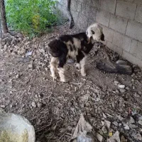 بره شیری ایخوم