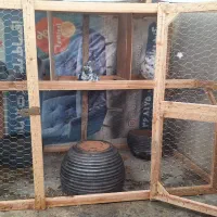 فقس مرغ،کفتر|لوازم جانبی حیوانات|گنبد کاووس, |دیوار