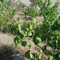 باغ ویلا|فروش خانه و ویلا|صوفیان, |دیوار