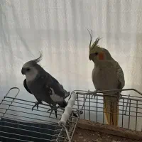 دوتا عروس هلندی زیبا بازی گوش