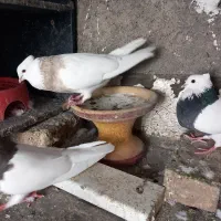 طوقی|پرنده|هرسین, |دیوار