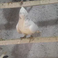 کفترپرشی|پرنده|خرمدره, |دیوار