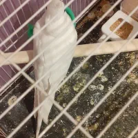 عروس هلندی البینو تک خال