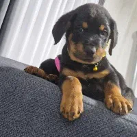 روتوایلر ماده|سگ|رشت, منظریه|دیوار