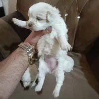 توله مالتیز|سگ|ماهدشت, |دیوار