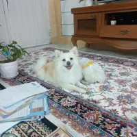 سگ پامبر ۱۵میلیون