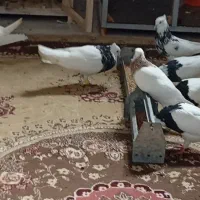 سلام دوستان ۷تا کبوترطوقی گم کردم در رویان