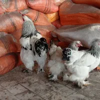 دومرغ یه خروس برهما بالغ|حیوانات مزرعه|اردبیل, |دیوار