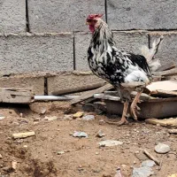 خروس