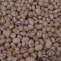 لوبیا چیتی درجه یک امسال