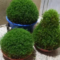 سبزه عروس و مراسمات|گل و گیاه طبیعی|کوهدشت, |دیوار