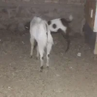 گوسفنده نره
