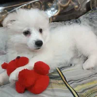 سگ پامر خرسی|سگ|کرج, خرمدشت|دیوار