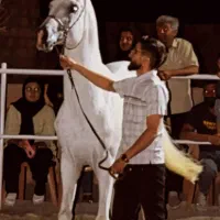 سیلمی  سرو ترکمن اخال خالص