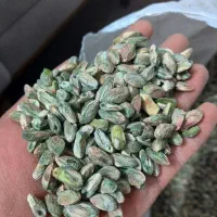 فروش انواع مغز پسته کال